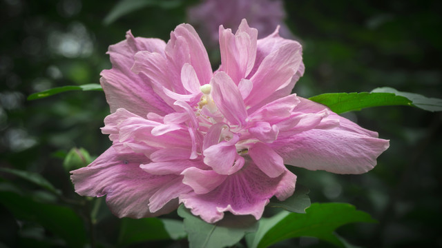 湖畔木槿花