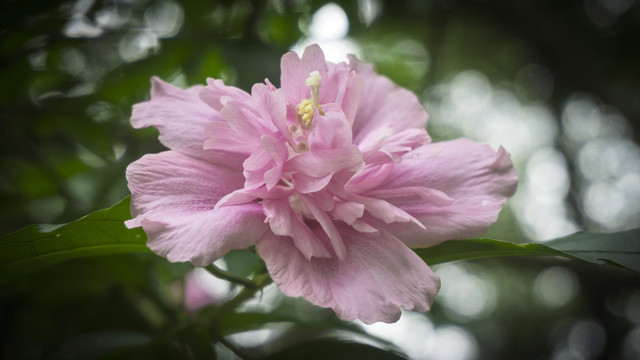 娇滴木槿花