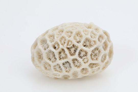 脑珊瑚