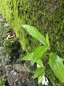 植物