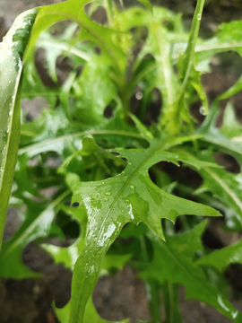 雨中植物