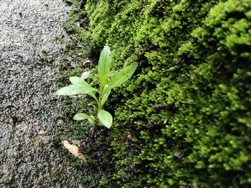 小草