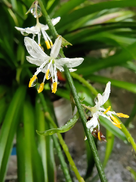 雨中花朵