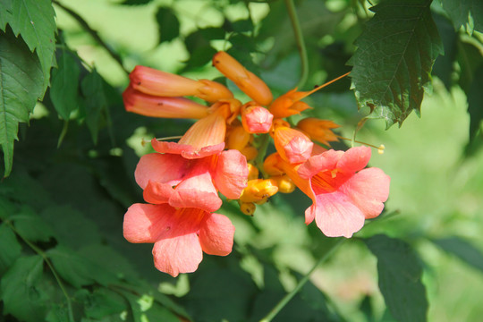 凌霄花厚萼凌霄