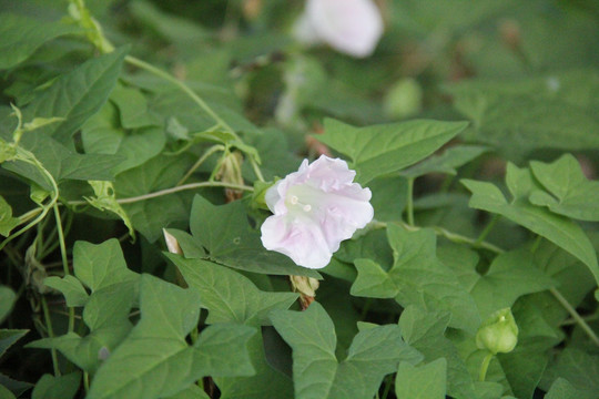 牵牛花喇叭花