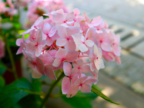 绣球花