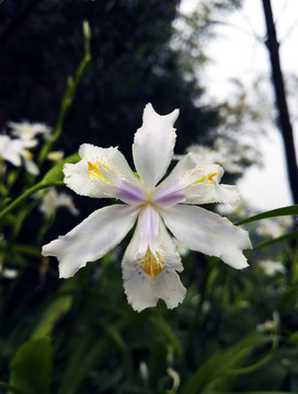 公园唯美蝴蝶花写生素材