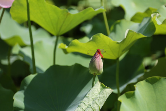 蜻蜓嬉荷花