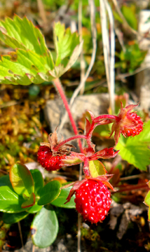 野生草莓果