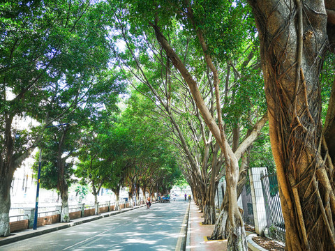 高清摄影素材林荫道背景