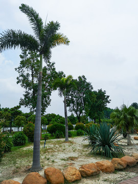 高清摄影素材棕榈树