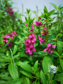 高清花卉植物摄影素材香彩雀