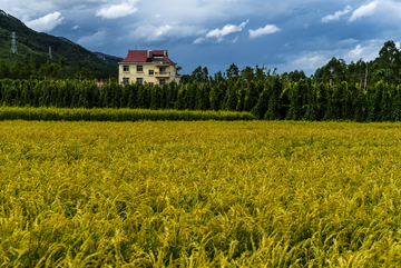 田间民居