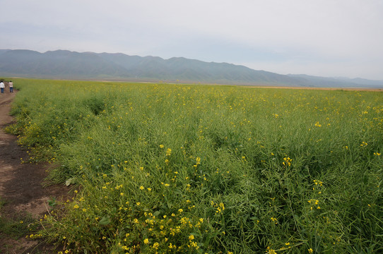 山野油菜花