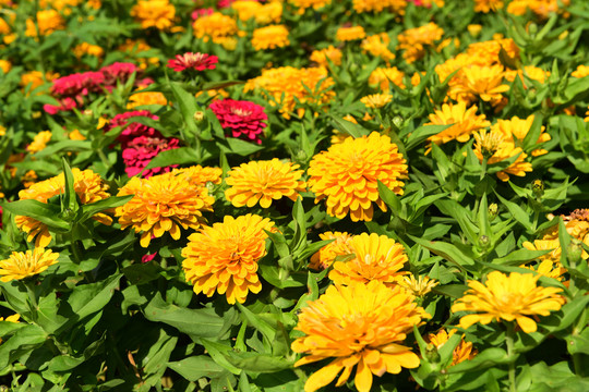 金菊花鲜花黄菊