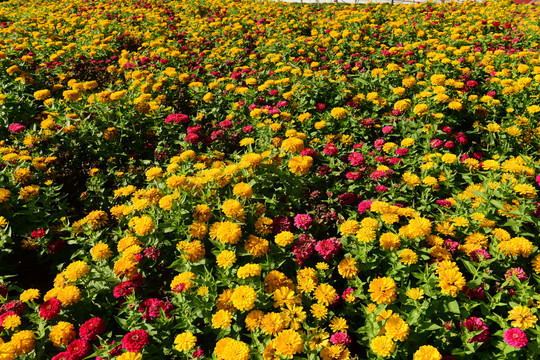 金菊花鲜花黄菊