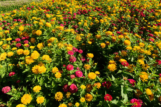 金菊花鲜花黄菊