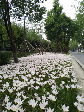 水仙花