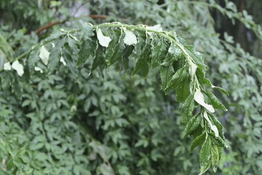 雨中枝条