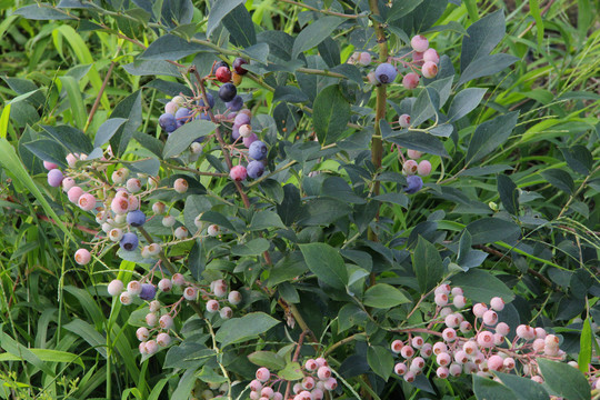 基地生态蓝莓