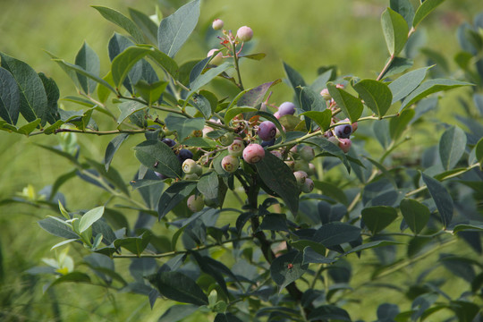 夏日蓝莓