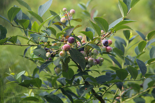 种植园蓝莓