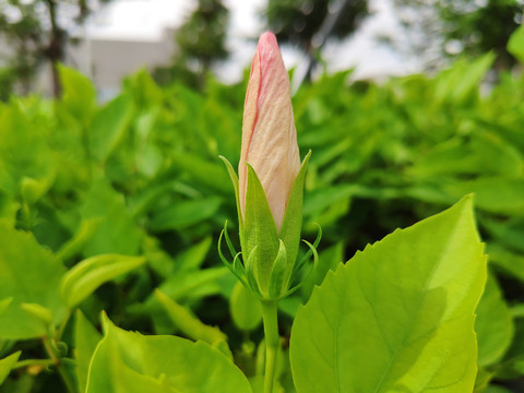 朱槿花蕾