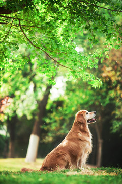 金毛犬