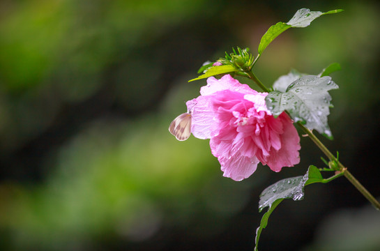 木槿花