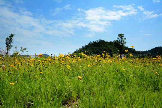 野花