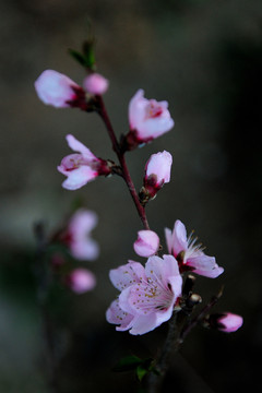 桃花开