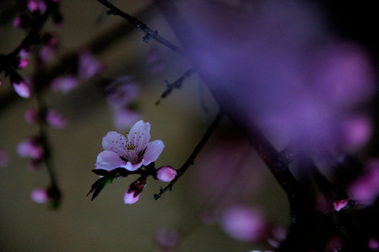 桃花开