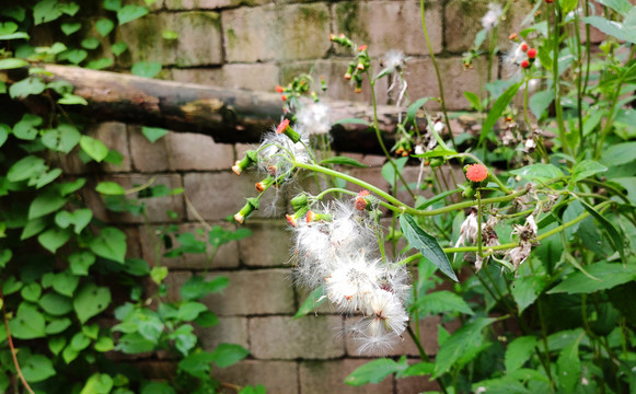 野茼蒿