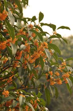 桂花树