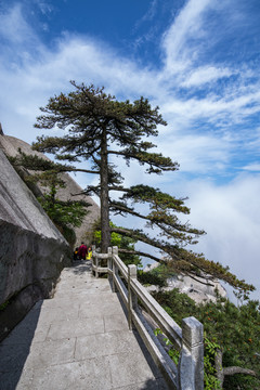 天柱山奇松