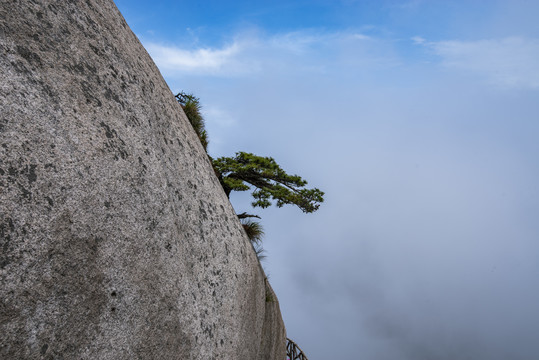 天柱山奇松