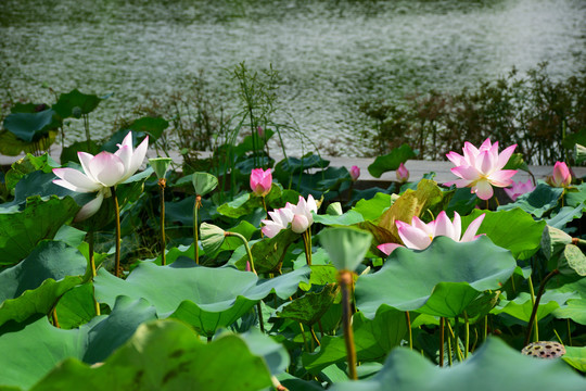 荷花