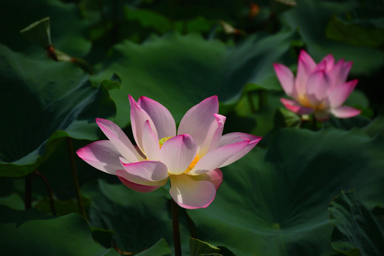 荷花