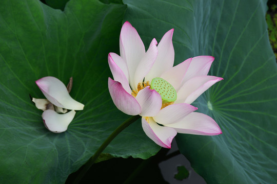 荷花