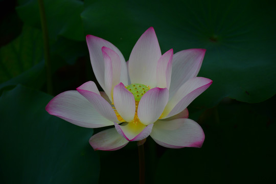 荷花