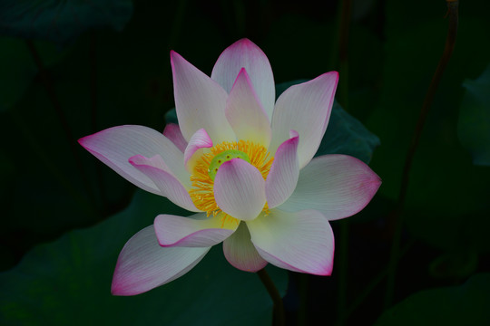 荷花