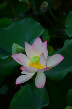 荷花
