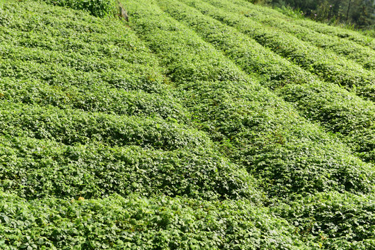 南方人参绞股蓝茶