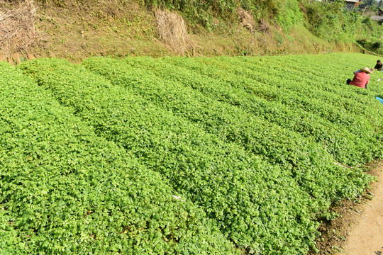 绞股蓝茶种植基地