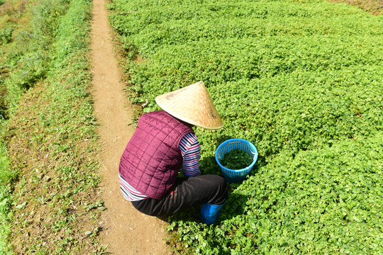 绞股蓝茶种植基地