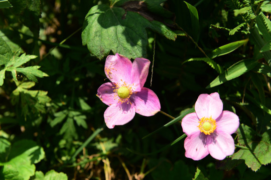 野棉花特写