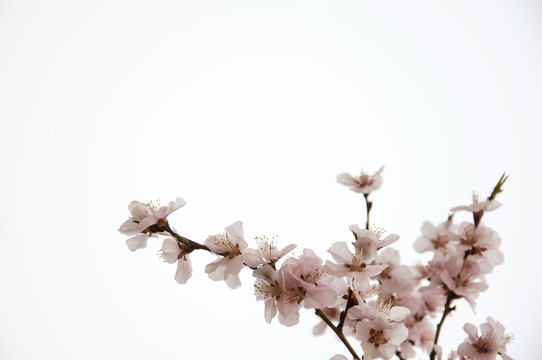 春之花