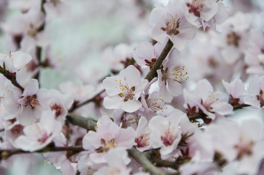 春满桃林花满枝