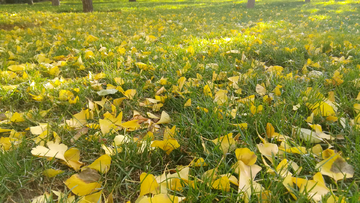 秋天的银杏落叶摄影图片
