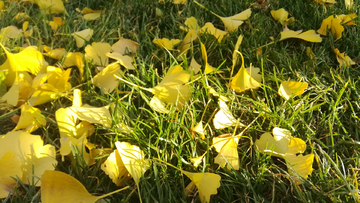 秋天的银杏落叶摄影图片